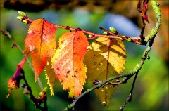 Herbstkirschbaumblätter