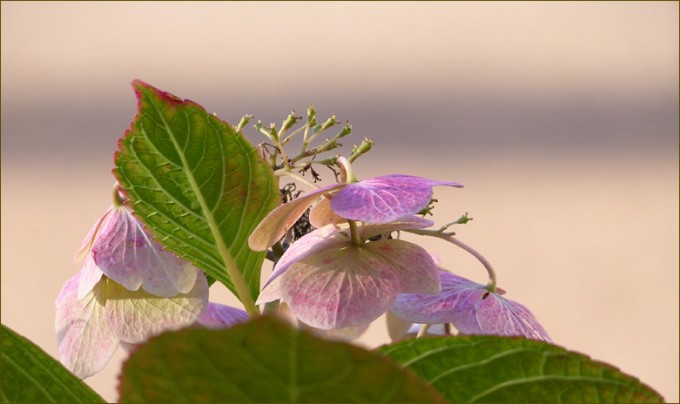 Hortensienblüten
