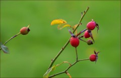 Hagebutten Hagebutten