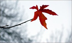 Rotes Blatt Rotes Blatt