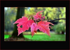 Ahornblätter Ahornblätter