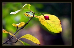 Rote Beere Rote Beere