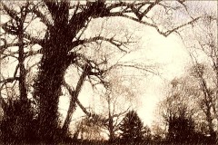 Bäume im Dezember Bäume im Dezember