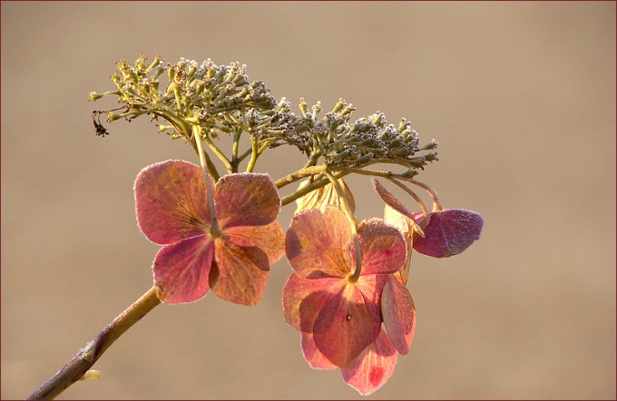 Hortensienblüten