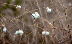 Knallerbsen Knallerbsen