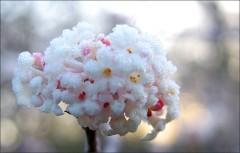 Schneeball-Blüte