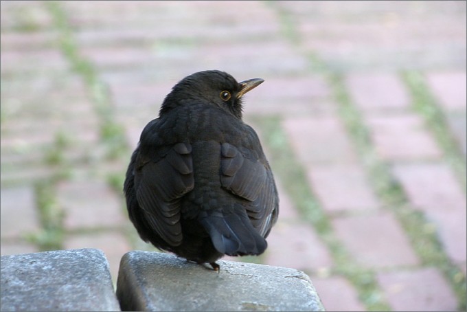 Amsel