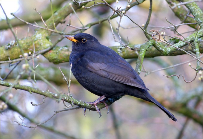 Amsel