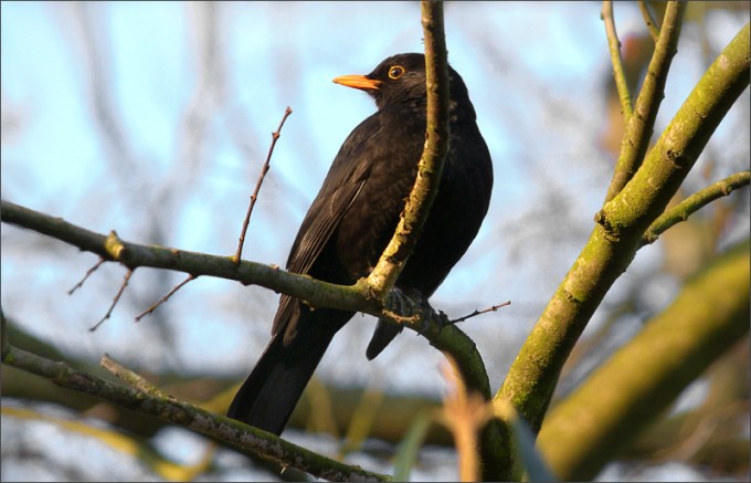 Amsel