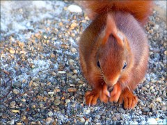 Eichhörnchen Eichhörnchen