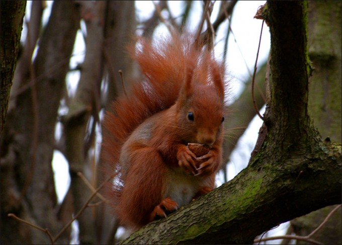 Eichhörnchen