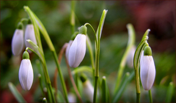 Schneeglöckchen