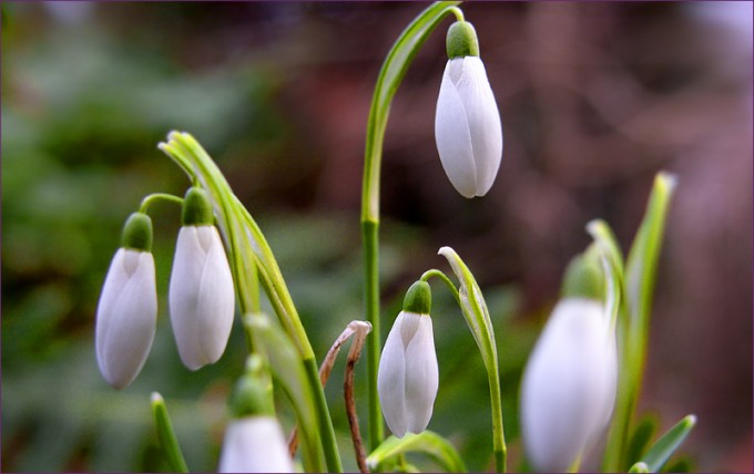 Schneeglöckchen