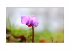 Wildveilchen Wildveilchen