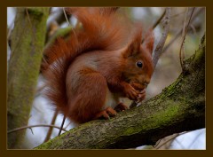 Eichhörnchen Eichhörnchen