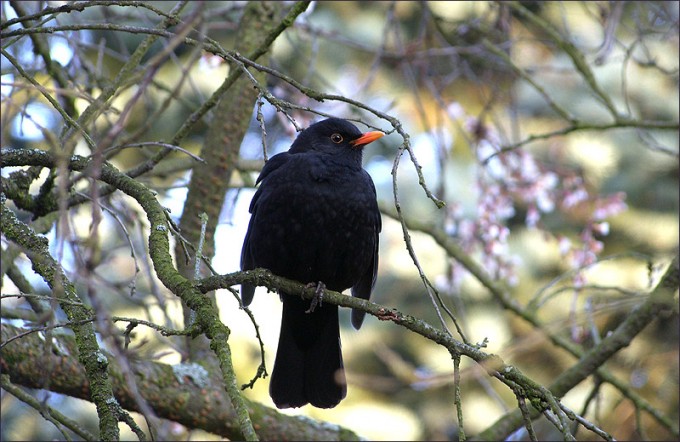 Amsel