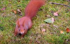 Eichhörnchen Eichhörnchen