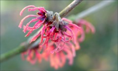 Zaubernuss Zaubernuss