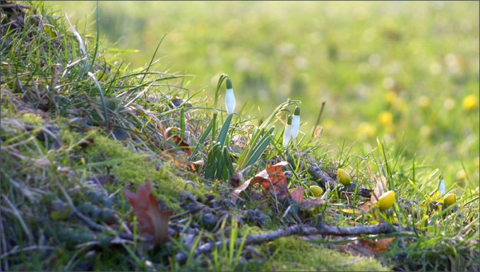 Schneeglöckchen