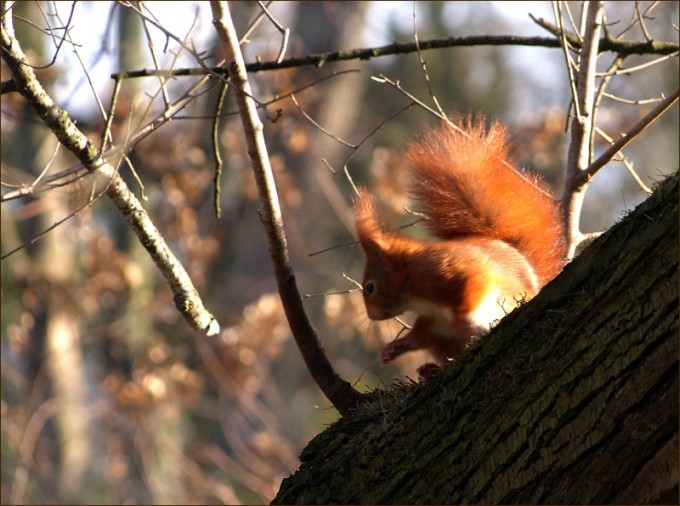 Eichhörnchen