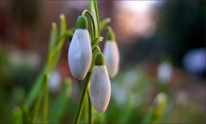 Schneeglöckchen