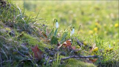 Schneeglöckchen Schneeglöckchen