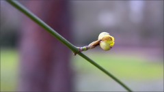 Baumknospe Baumknospe