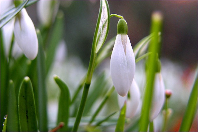 Schneeglöckchen