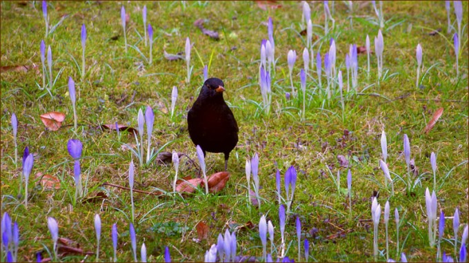Amsel