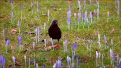 Amsel Amsel