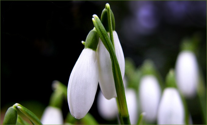 Schneeglöckchen