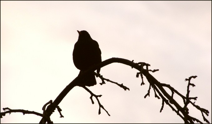 Amsel