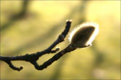 Magnolienknospe Magnolienknospe