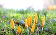 Krokusse Krokusse