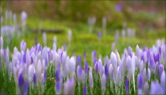 Krokusse Krokusse