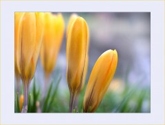 Krokusse Krokusse