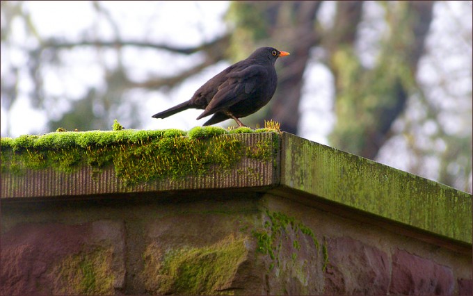 Amsel