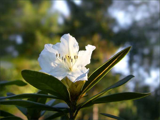 Rhododendronblüte