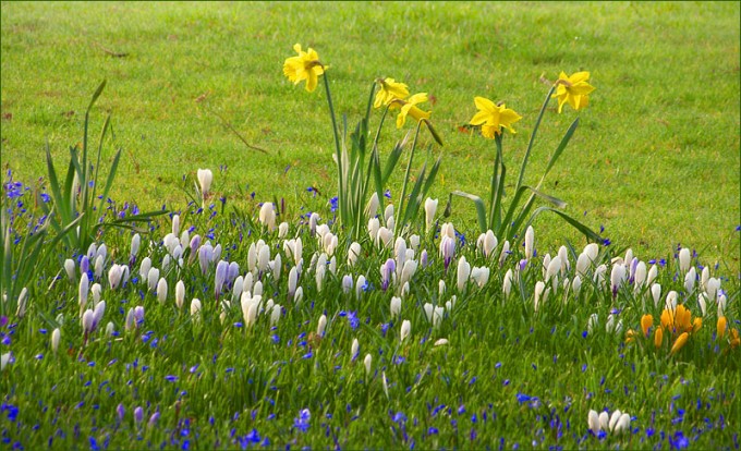 Frühlingswiese
