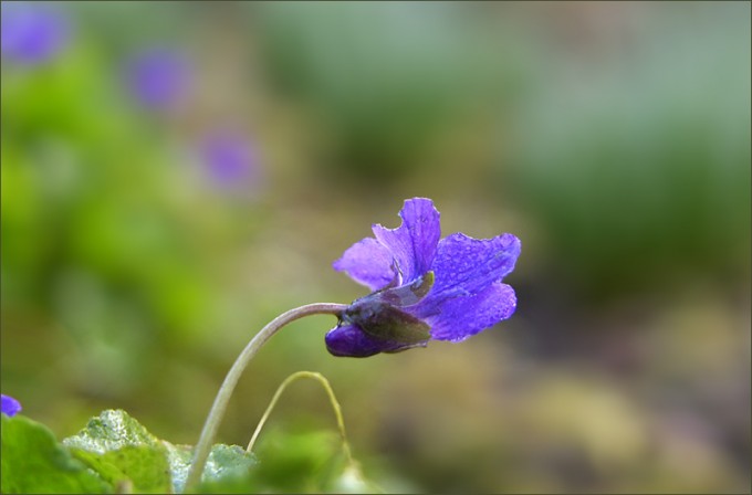 Kleines Veilchen