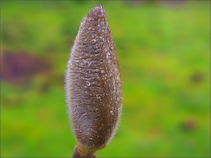 Magnolienknospe