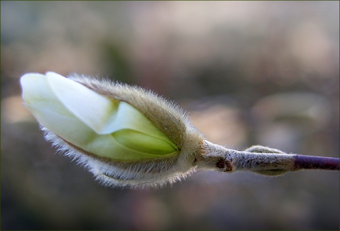 Magnolienknospe