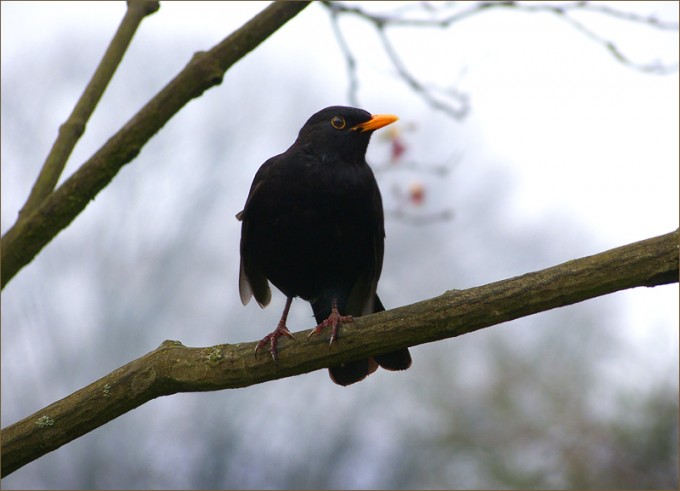 Amsel