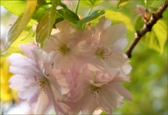 Blütenzauber Blütenzauber