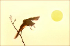 Sylkes Vogel Sylkes Vogel