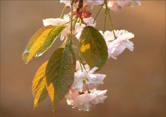 Baumblüten Baumblüten