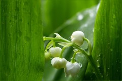 Maiglöckchen Maiglöckchen