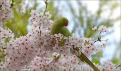 Baumblüten Baumblüten
