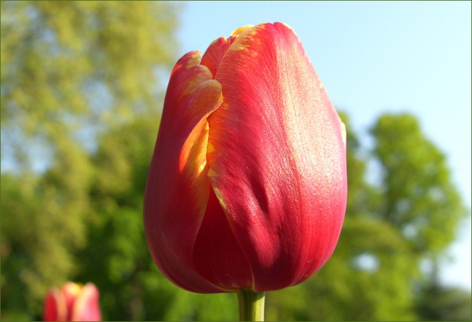 Tulpe