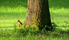 Eichhörnchen Eichhörnchen